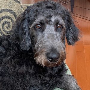 Meet your Posher, Alex